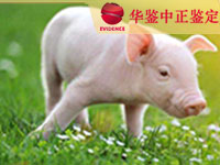 山西猪做动物亲子鉴定